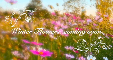 Winterflowersposter 2025-04-10 at 9.57.08 AM